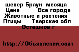 шевер Браун 2месяца › Цена ­ 200 - Все города Животные и растения » Птицы   . Тверская обл.,Осташков г.